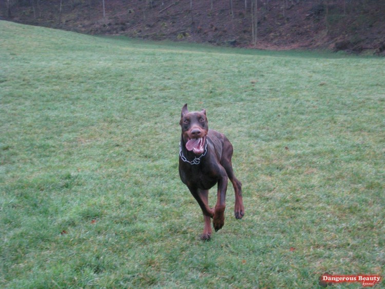 Алабай и Доберман