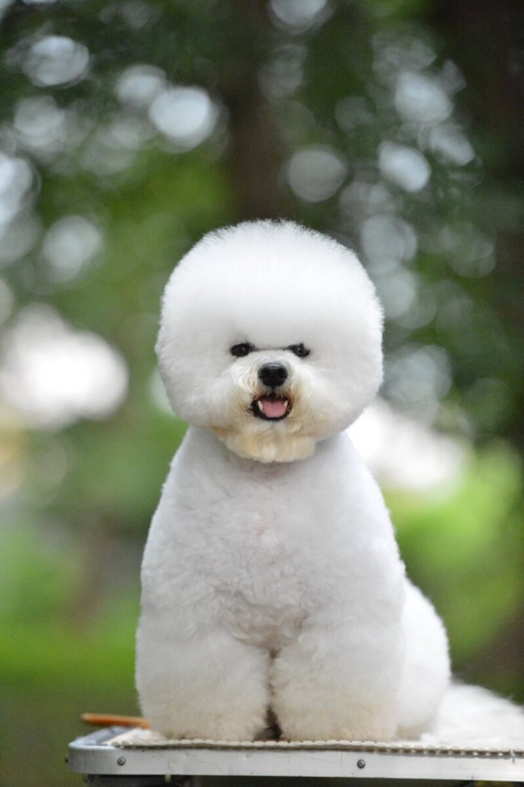 Болонка Бишон фризе