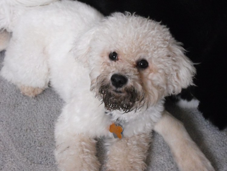 Собачка Бишон фризе