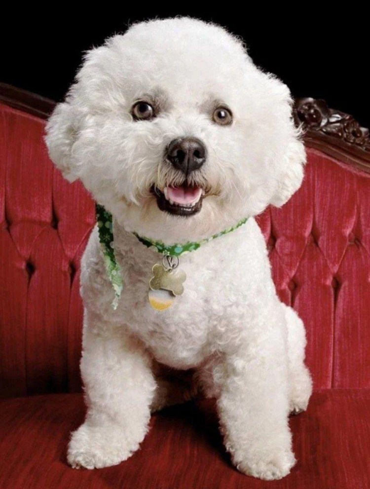 Бишон фризе цвета