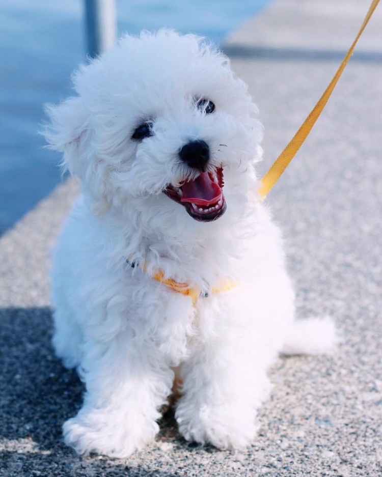 Французская болонка Бишон фризе