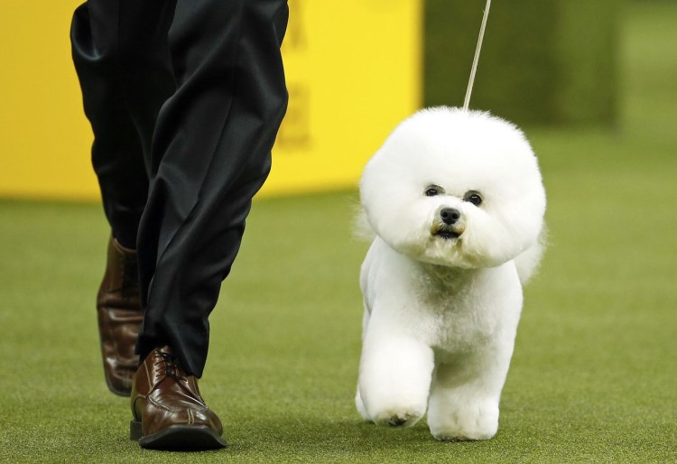 Бишон фризе