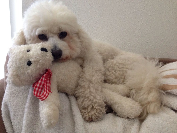 Болонка Бишон и Мальтийская