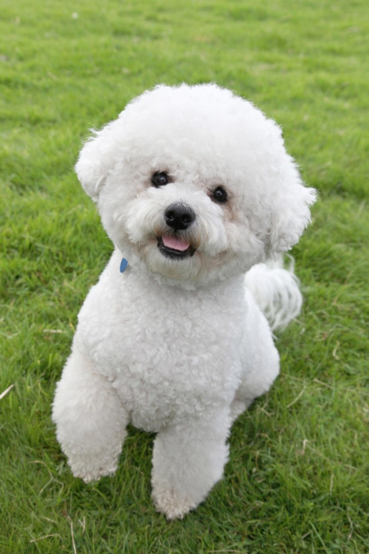 Французский Бишон фризе