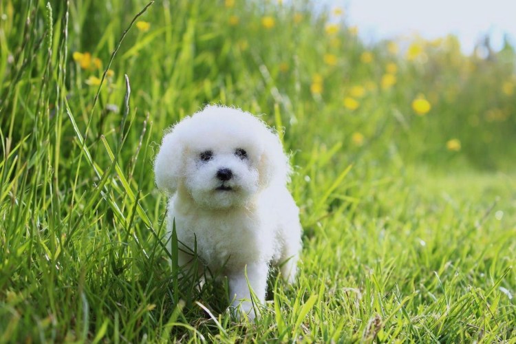 Бишон фризе