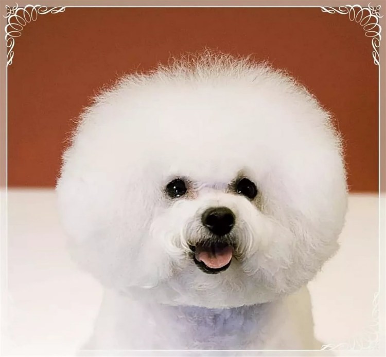 Бишон фризе и Уайт терьер