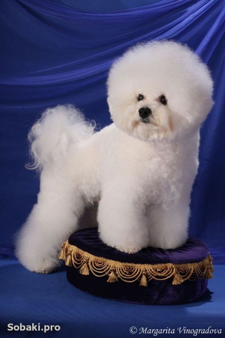 Болонка Бишон фризе