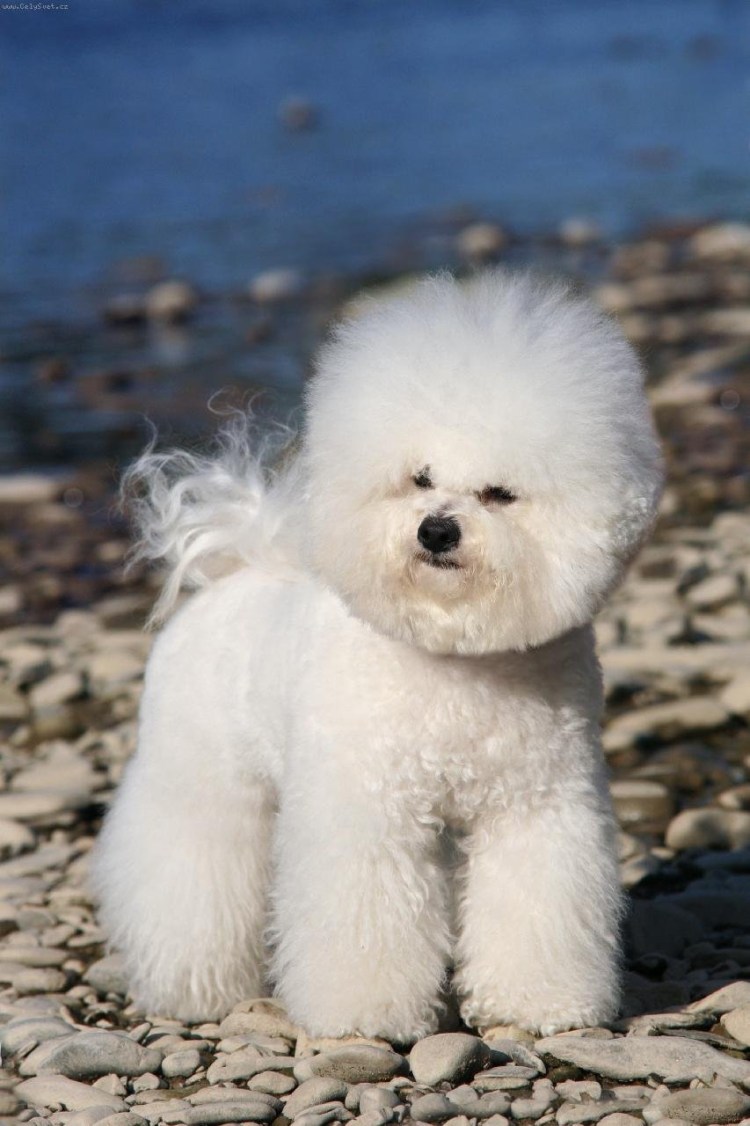 Болонка фризе