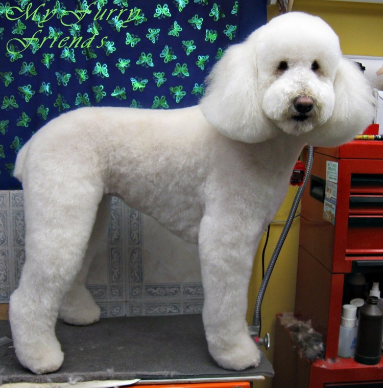 Карликовый пудель Тедди