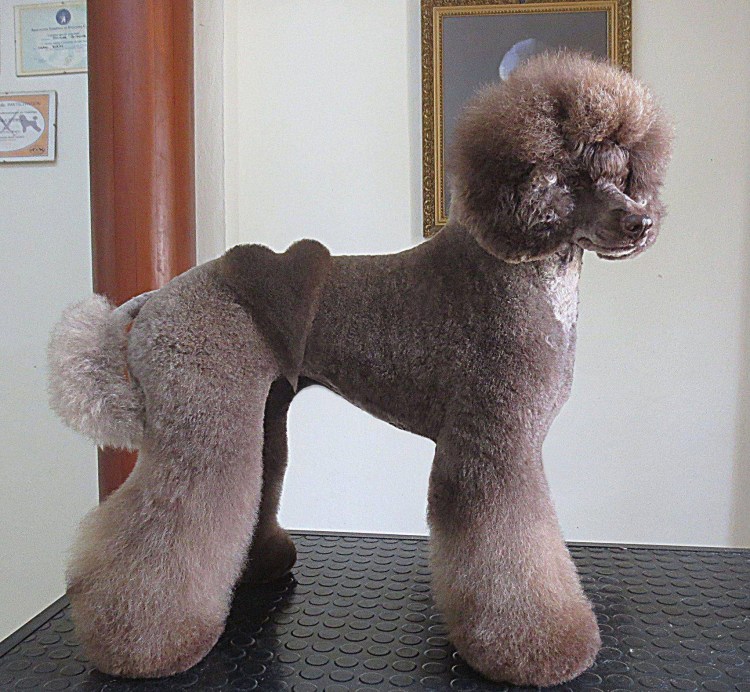 Королевский пудель корейская стрижка