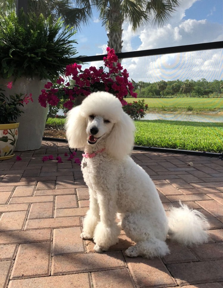 Той пудель нестриженный