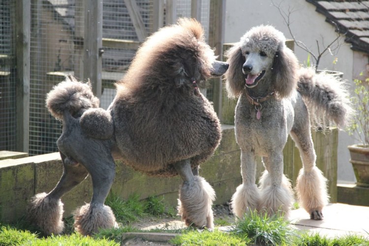 Королевский пудель азиатская стрижка