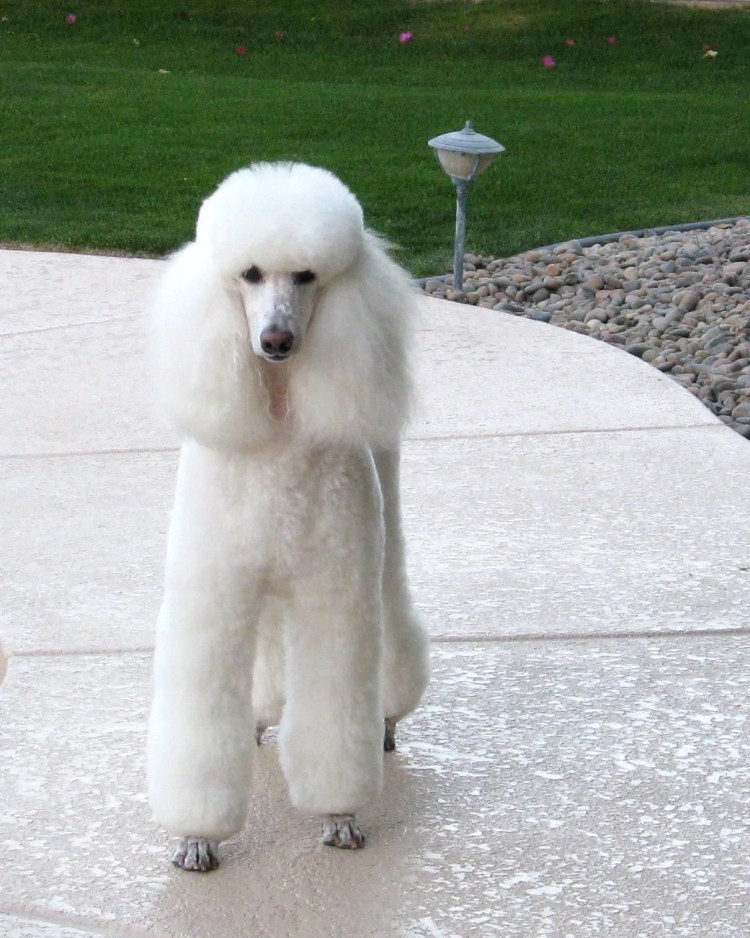 Карликовый пудель и Йоркширский терьер