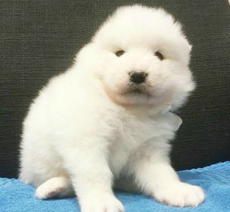 Померанский шпиц Бертрам