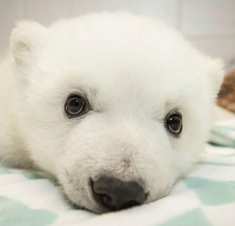 Собачка похожая на игрушку