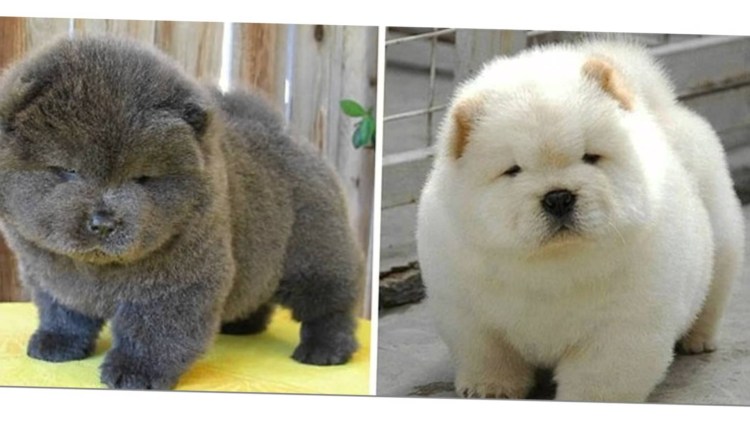 Бишон-фризе Teacup