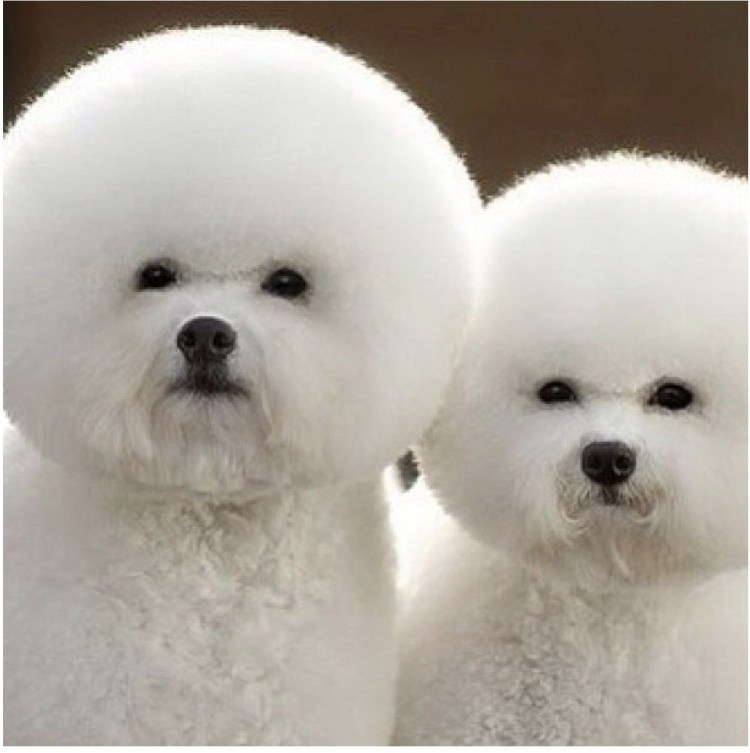 Маленькая круглая белая собачка