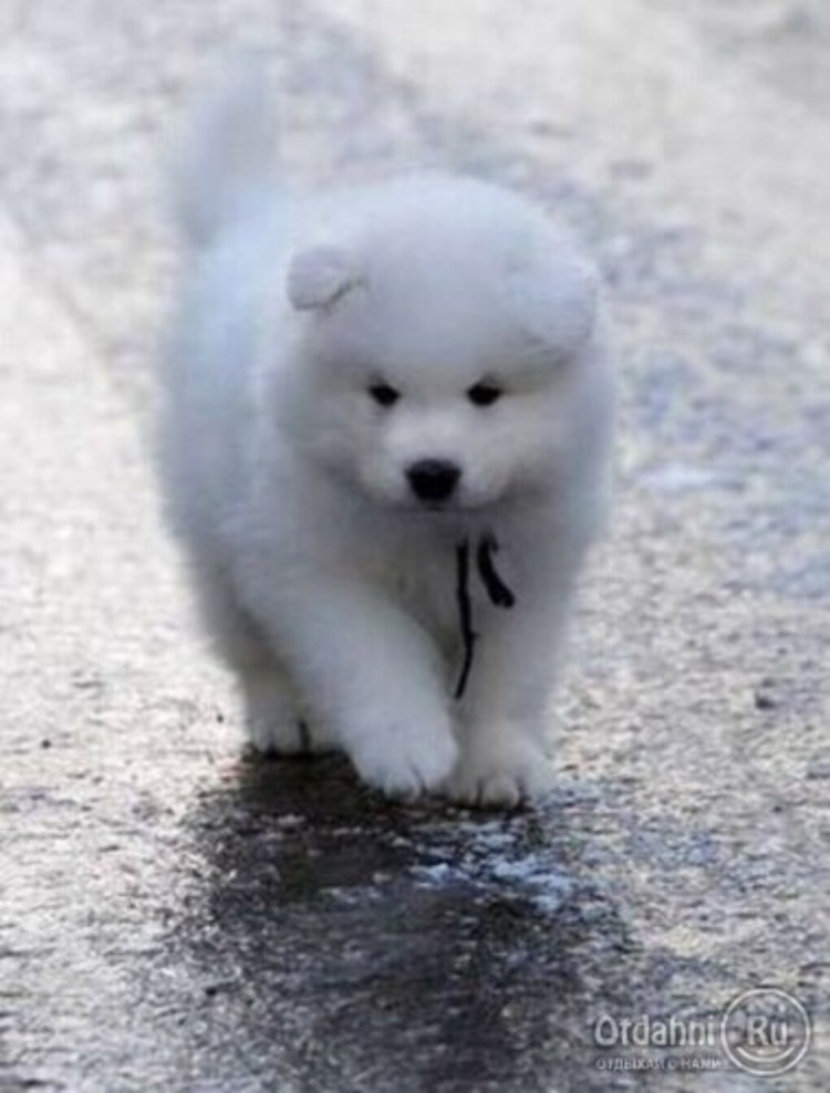 Собака Медвежонок порода