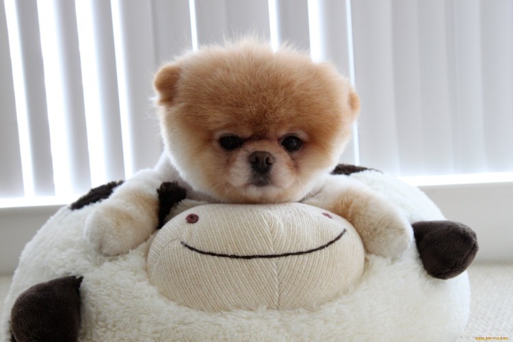 Померанский шпиц Teacup Dog