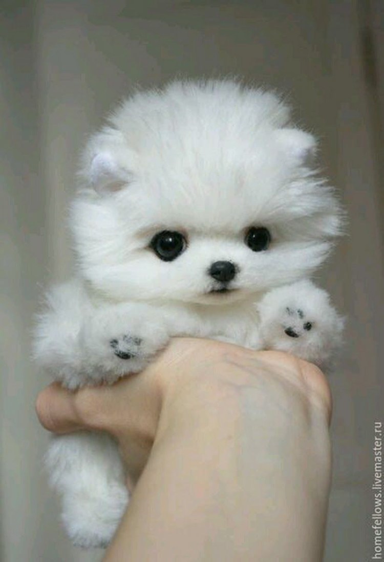 Собачка Бишон фризе