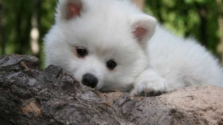 Маленькая белая пушистая собачка порода