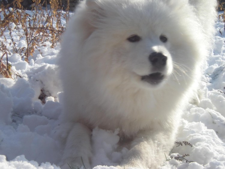 Бишон фризе собака