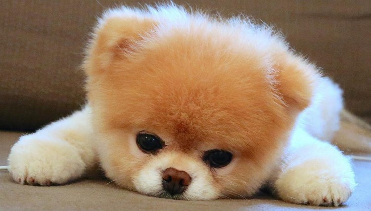 Маленькая белая пушистая собачка порода