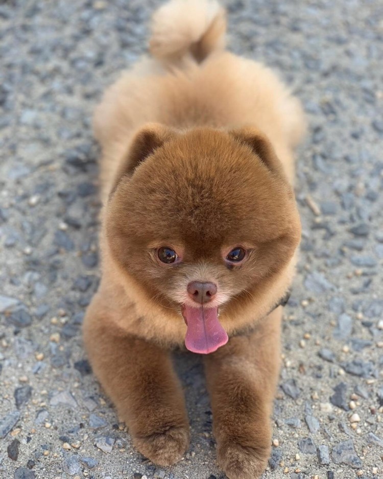 Померанский шпиц Медвежонок