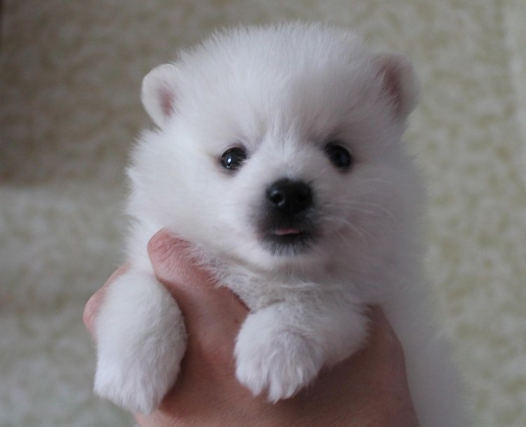 Померанский шпиц черный щенок