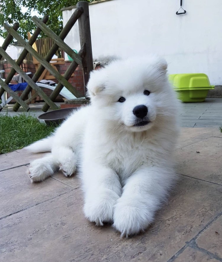 Померанский шпиц Медвежонок