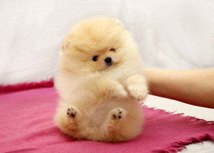 Померанский шпиц стриженный