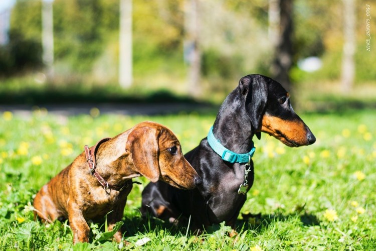 Такса по-английски