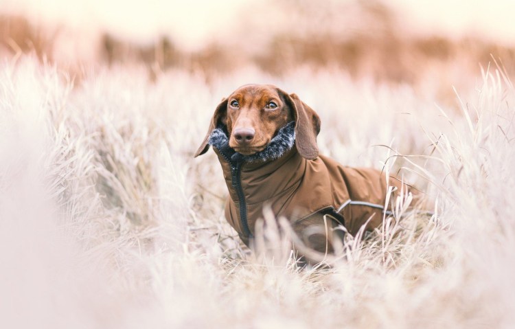 Охотничья такса гладкошёрстная
