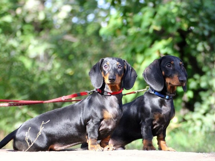 Карликовая такса охотится