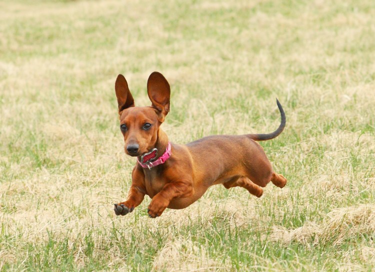 Такса спереди