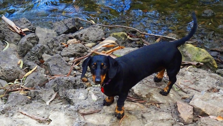 Кроличья такса короткошерстная