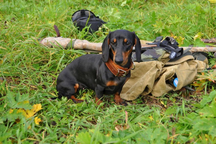 Мультик про таксу