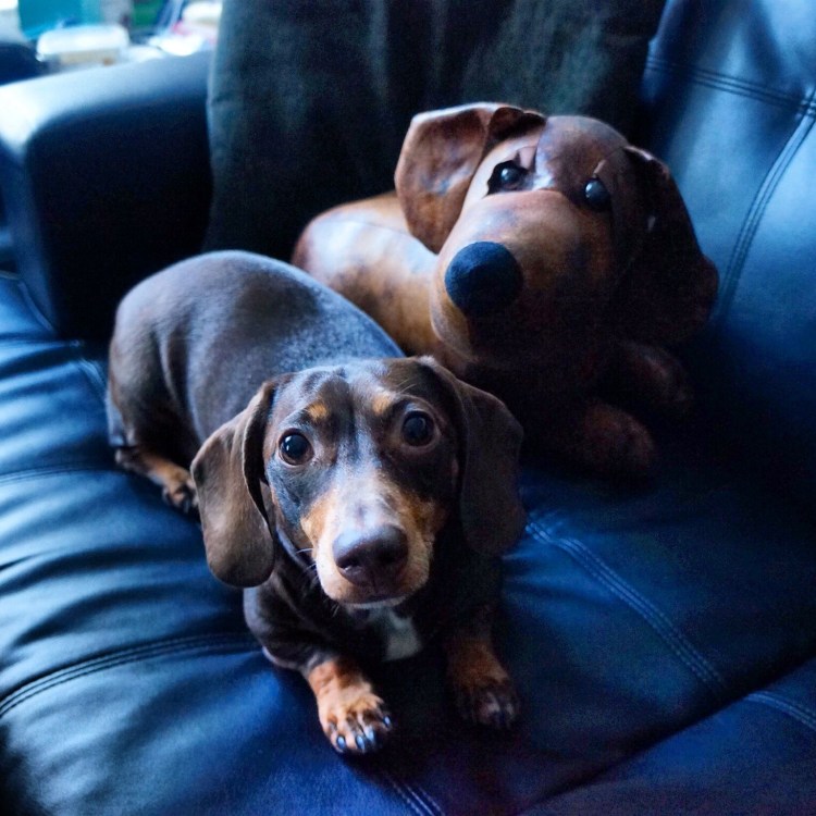 English Cream Dachshund порода