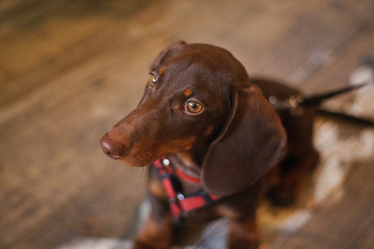 Порода собак такса фото