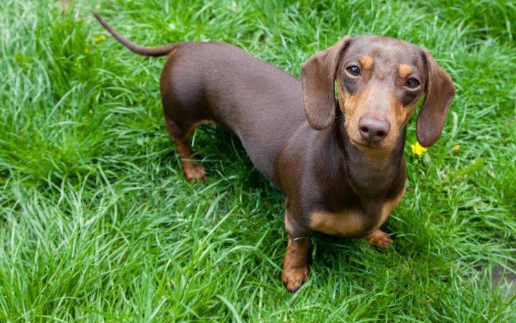 Порода такса