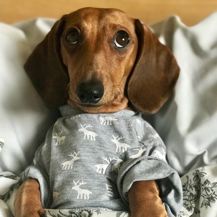 Такса карликовая гладкошерстная