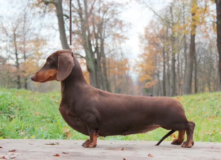 Такса и дог