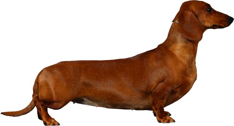 Такса собака