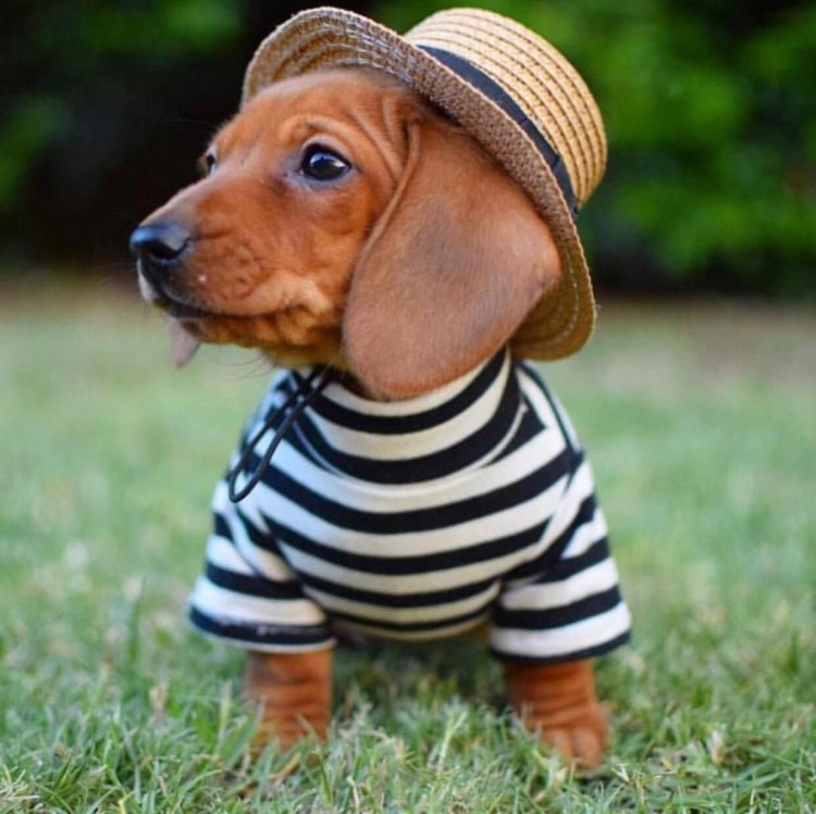 Голубая такса