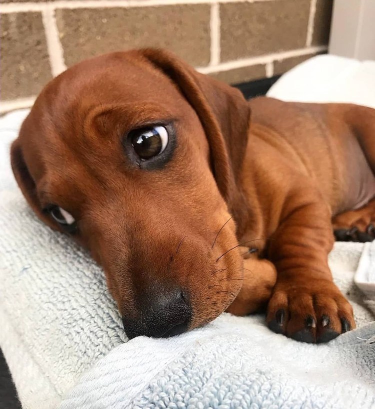 Такса породы охотничьих собак