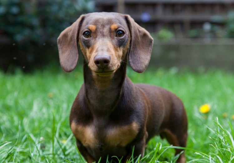 Такса собака короткошерстная