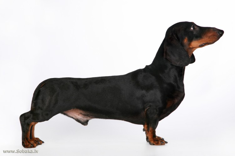 Такса порода собак