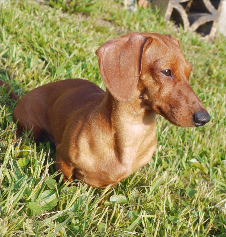 Кроличья такса