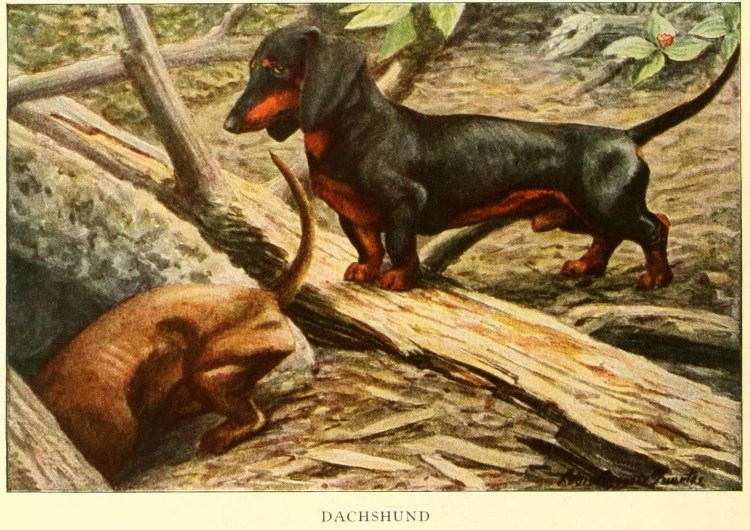 Собака карликовая такса