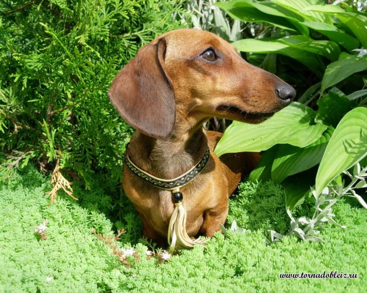Такса порода собак